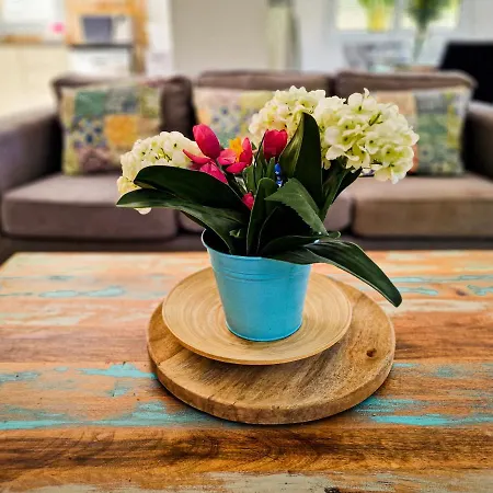 Nissi Oleandra アヤナパ